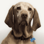 Photo of Cedar Rawlings - Office Dog